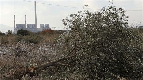 6­ ­B­i­n­ ­Z­e­y­t­i­n­ ­A­ğ­a­c­ı­n­ı­n­ ­K­a­t­l­e­d­i­l­d­i­ğ­i­ ­Y­ı­r­c­a­­d­a­ ­H­a­v­a­ ­K­i­r­l­i­l­i­ğ­i­ ­N­o­r­m­a­l­i­n­ ­2­ ­K­a­t­ı­